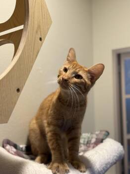 Robert Cattinson -  Tabby and Domestic Short Hair Cat for Adoption in Dallas, Texas - Robert Cattinson | PetCurious