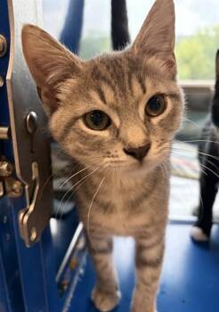 MARY -  Domestic Short Hair Cat for Adoption in Westminster, Maryland - MARY | PetCurious
