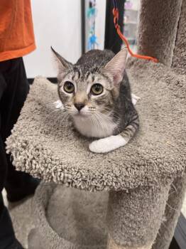Precious -  Domestic Short Hair Cat for Adoption in Scottsdale, Arizona - Precious | PetCurious
