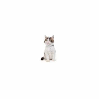Buldak -  Domestic Medium Hair Cat for Adoption in Los Angeles, California - Buldak | PetCurious