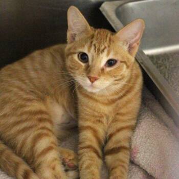 genevieve -  Domestic Short Hair Cat for Adoption in Des Moines, Iowa - Genevieve | PetCurious