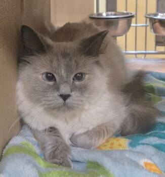 Davika -  Himalayan and Domestic Long Hair Cat for Adoption in San Antonio, Texas - Davika | PetCurious