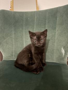 Louie (1793) -  Domestic Short Hair Cat for Adoption in Zephyrhills, Florida - Louie (1793) | PetCurious