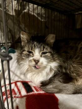 Domestic Long Hair Cats Available for Adoption - Mary | PetCurious