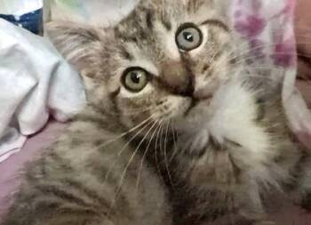 Julian -  Tabby and Domestic Short Hair Cat for Adoption in Vaughan, Ontario - Julian | PetCurious