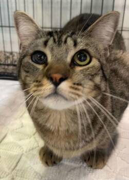 Domestic Short Hair Cats Available for Adoption in Jackson, Michigan - Cashew | PetCurious