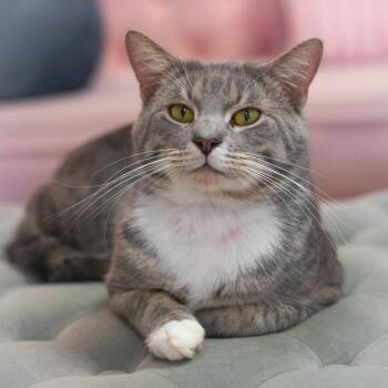 Domestic Short Hair Cats Available for Adoption - Capone | PetCurious