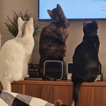 The Purrrfect Trio ( Gus, Myrtle, & Powder) -  Domestic Short Hair Cat for Adoption in New York, New York - The Purrrfect Trio ( Gus, Myrtle, & Powder) | PetCurious