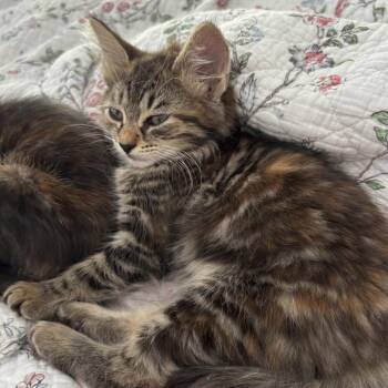 Persephone -  Domestic Medium Hair Cat Available for Adoption in West Palm Beach, Florida - Persephone | PetCurious
