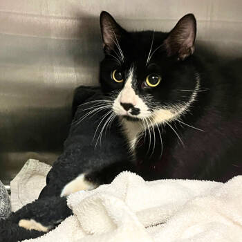 Rescue Domestic Short Hair Cats for Adoption in Los Angeles, California - One William Dollars | PetCurious