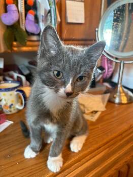 Cheech -  Domestic Short Hair Cat for Adoption in Grand Rapids, Michigan - Cheech | PetCurious
