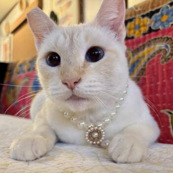 Rescue Siamese Cats for Adoption in Agoura Hills, California - Fiammetta | PetCurious