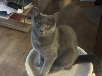 CLEO -  Domestic Short Hair Cat Available for Adoption in Northfield, Ohio - CLEO | PetCurious