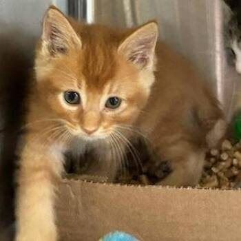Domestic Short Hair Cats Available for Adoption in Knoxville, Tennessee - Finch | PetCurious