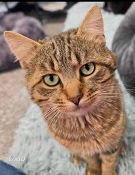 Spencer -  Domestic Short Hair Cat for Adoption in Cortland, Ohio - Spencer | PetCurious