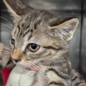 SCFL-Stray-66733_2_3 -  Domestic Short Hair Cat for Adoption in Lake Panasoffkee, Florida - SCFL-Stray-66733_2_3 | PetCurious