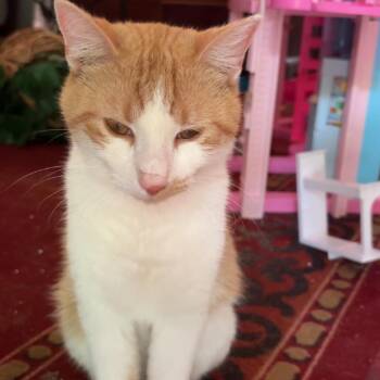 Domestic Short Hair Cats Available for Adoption in Tulsa, Oklahoma - Tigger | PetCurious