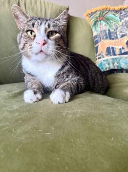 Noob -  Domestic Short Hair Cat for Adoption in Mission Viejo, California - Noob | PetCurious