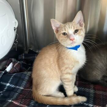 Hashbrown -  Domestic Short Hair Cat for Adoption in Knoxville, Tennessee - Hashbrown | PetCurious