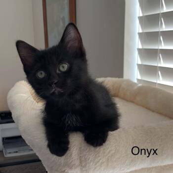 Onyx 2 -  Bombay Cat for Adoption in Wyandotte, Michigan - Onyx 2 | PetCurious