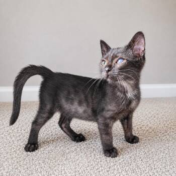Oikos -  Domestic Short Hair Cat for Adoption in Homer Glen, Illinois - Oikos | PetCurious