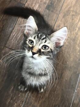Tito -  Tabby and Domestic Medium Hair Cat for Adoption in Gilbert, Arizona - Tito | PetCurious