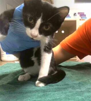 TORPEDO -  Domestic Short Hair Cat for Adoption in Tallahassee, Florida - TORPEDO | PetCurious