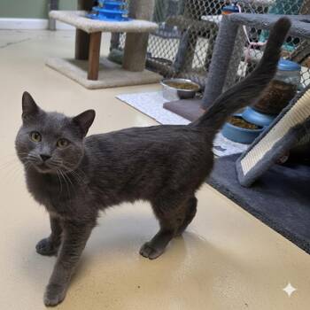 Domestic Short Hair Cats Available for Adoption in St. George, Utah - Bruizer | PetCurious