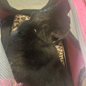 Luna Mia -  Domestic Short Hair Cat for Adoption in Philadelphia, Pennsylvania - Luna Mia | PetCurious