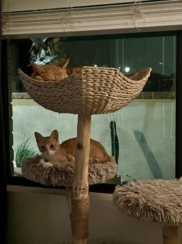 Pretzel -  Domestic Short Hair Cat for Adoption in Scottsdale, Arizona - Pretzel | PetCurious