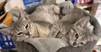 Rescue Domestic Short Hair Cats for Adoption in Powder Springs, Georgia - ZIVA | PetCurious