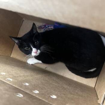 Felix -  Domestic Short Hair Cat for Adoption in Philadelphia, Pennsylvania - Felix | PetCurious