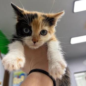 Mira -  Domestic Short Hair Cat for Adoption in Franklin, North Carolina - Mira | PetCurious