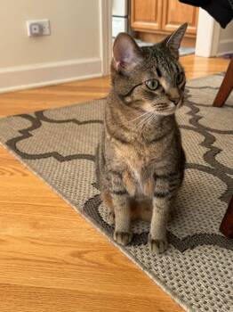Sassy -  Tabby Cat for Adoption in Wheeling, Illinois - Sassy | PetCurious