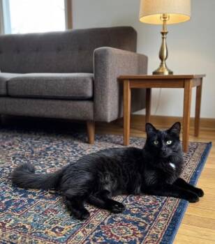 Domestic Medium Hair Cats Available for Adoption in Trenton, New Jersey - Cortina | PetCurious