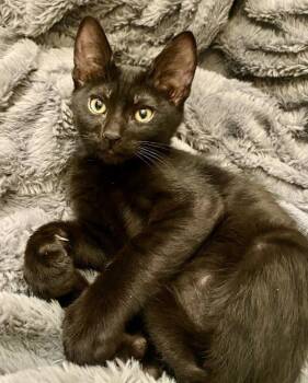 Klaus -  Domestic Short Hair Cat for Adoption in Vallejo, California - Klaus | PetCurious