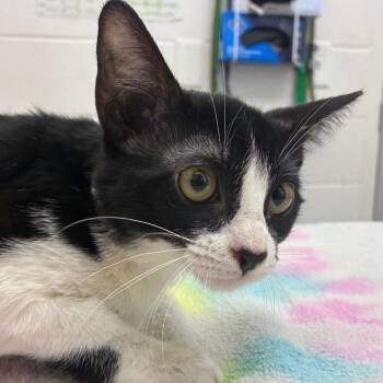 Tati -  Domestic Short Hair Cat for Adoption in Corpus Christi, Texas - Tati | PetCurious