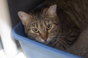 Domestic Short Hair and Tabby Cats Available for Adoption in Mountain Home, Arkansas - Sage | PetCurious