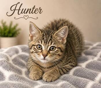 Hunter -  Domestic Short Hair Cat for Adoption in Dalton, Georgia - Hunter | PetCurious