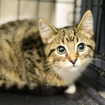 Cherry -  Domestic Short Hair Cat for Adoption in Idaho Falls, Idaho - Cherry | PetCurious