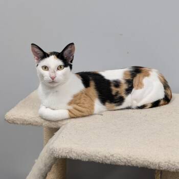 Rescue Domestic Short Hair Cats for Adoption in Cape Girardeau, Missouri - Duma | PetCurious