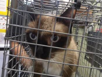 GIF -  Siamese Cat for Adoption in Tulsa, Oklahoma - GIF | PetCurious