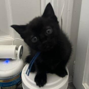Buster -  Domestic Short Hair Cat for Adoption in Bentonville, Arkansas - Buster | PetCurious