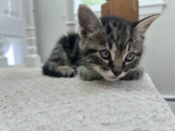 Green -  Domestic Short Hair Cat for Adoption in Medfield, Massachusetts - Green | PetCurious