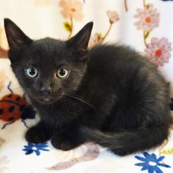Hopper -  Domestic Short Hair Cat for Adoption in Mt. Juliet, Tennessee - Hopper | PetCurious