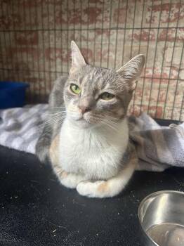 Rescue Dilute Calico Cats for Adoption in Huntington, New York - Belle (slight Head Tilt) | PetCurious