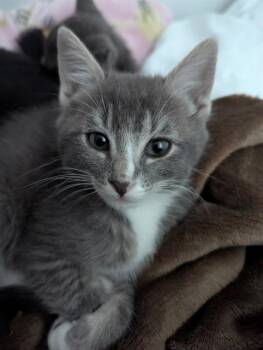 MR. MITTENS -  Domestic Short Hair Cat for Adoption in Riverside, California - MR. MITTENS | PetCurious
