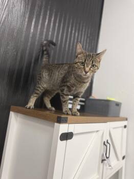Pickles -  Domestic Short Hair Cat for Adoption in Fertile, Minnesota - Pickles | PetCurious