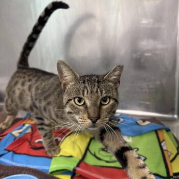 Domestic Short Hair Cats Available for Adoption in Buffalo, New York - Beto | PetCurious