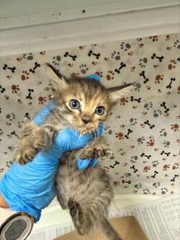 KENTUCKY -  Domestic Short Hair Cat for Adoption in Riverside, California - KENTUCKY | PetCurious